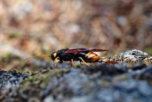 Holzwespe03+_1600x1067.jpg Holzwespe03+_1600x1067.jpg