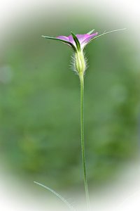 weichgezeichnet 500 kbweichgezeichnet 052 4 mit Photoscape.jpg