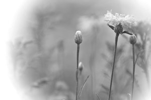 weichgezeichnet 500 kbweichgezeichnet 058 6 mit Photoscape Graustufen.jpg