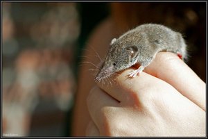 Sample 11.jpg Sample 11.jpg