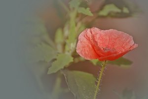 weichgezeichnet 500 kbweichgezeichnet 034 2 mit Photoscape.jpg