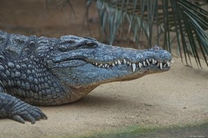 Krokodil.jpg