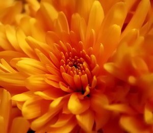 Aster 5 bearbeitet.jpg