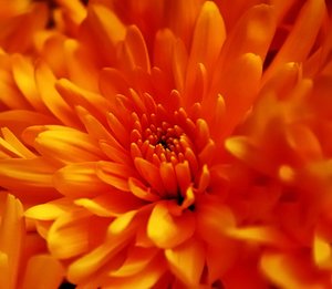 Aster bearbeitet 500 kbAster 5 bearbeitet mit Photoscape.jpg