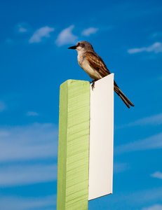 Vogel1 (1 von 1)-2.jpg