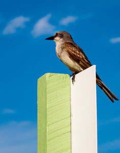 Vogel1 (1 von 1)-2_New.jpg