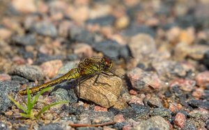 _MG_7826ff.jpg _MG_7826ff.jpg