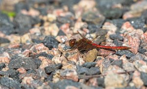 _MG_7815ff.jpg _MG_7815ff.jpg