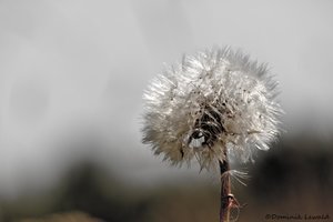 SAM_4279_bearbeitet-1.JPG SAM_4279_bearbeitet-1.JPG