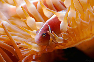 anemonenfisch_web Kopie.jpg