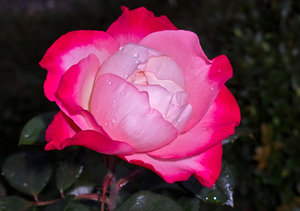 Edelrose Nostalgie.jpg