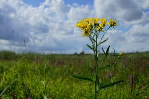 NEX_006.jpg NEX_006.jpg