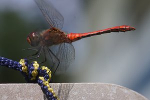 NEX_009.jpg NEX_009.jpg