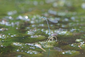 NEX_011.jpg NEX_011.jpg