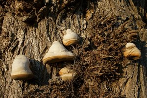 NEX_012.jpg NEX_012.jpg