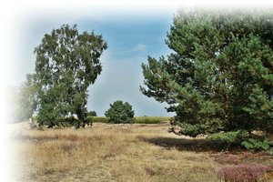 Landschaft Heide 500 kbHeide 500 kbHeide Canon 020 mit Fotoscape.jpg