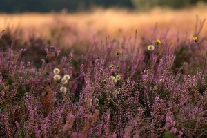 Landschaft Heide 500 kbHeide Nikon 028 1.jpg