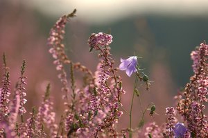 Landschaft Heide 500 kbHeide Nikon 056  4.jpg