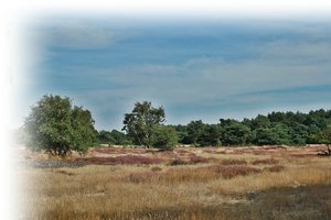 Landschaft Heide 500 kbHeide Canon 019 Fotoscape.jpg