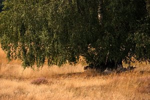 Landschaft Heide 500 kbHeide Nikon 100 6.jpg