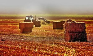 Erntebilder 500 kbErnte 070 mit Schwalbe und Fotoscape.jpg Erntebilder 500 kbErnte 070 mit Schwalbe und Fotoscape.jpg