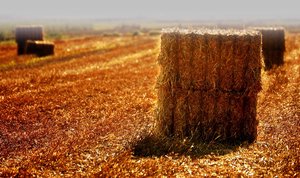 Erntebilder 500 kbErnte 095 Strohballen mit Photo Scape 2. mal.jpg Erntebilder 500 kbErnte 095 Strohballen mit Photo Scape 2. mal.jpg