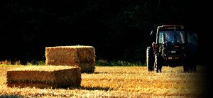 Erntebilder 500 kbErnte 099 noch ein bisschen zu bearbeiten.jpg Erntebilder 500 kbErnte 099 noch ein bisschen zu bearbeiten.jpg