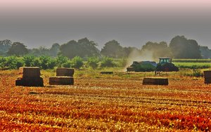 Ernte 121 verspätet.jpg Ernte 121 verspätet.jpg