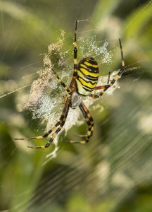 _MG_8834ff.jpg _MG_8834ff.jpg