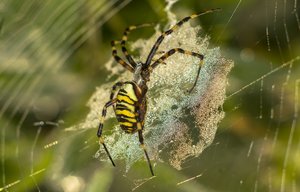 _MG_8783ff.jpg _MG_8783ff.jpg