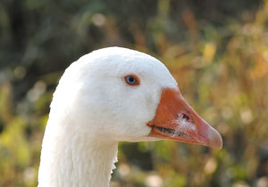 100%crop jpg ooc.jpg