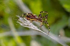 _MG_8815gg.jpg _MG_8815gg.jpg