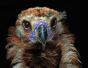 Whisky aus Rheinböllen.jpg