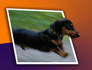 Dackel Waldemar Kopie.JPG