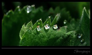 DSC_7029_ji_cr.jpg DSC_7029_ji_cr.jpg