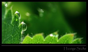 DSC_7032_ji_cr.jpg DSC_7032_ji_cr.jpg