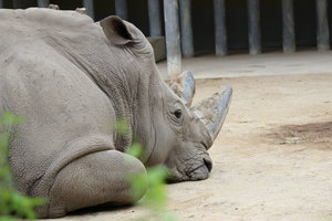 Nashorn.jpg
