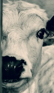 500-Kuh1.jpg