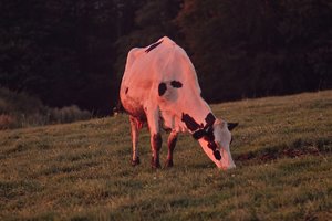 Kuh im Abendlicht SDIM1117 SD15 + Polar 135 mm (c) PPf.jpg