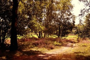 Pestruper Heide 500 kbPestruper Heide 063 Sommerweg.jpg Pestruper Heide 500 kbPestruper Heide 063 Sommerweg.jpg