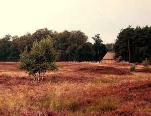 Pestruper Heide 500 kbPestruper Heide 041 Schafskoben beschnitten.jpg Pestruper Heide 500 kbPestruper Heide 041 Schafskoben beschnitten.jpg