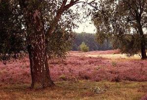Pestruper Heide 500 kbPestruper Heide 053 3.jpg Pestruper Heide 500 kbPestruper Heide 053 3.jpg