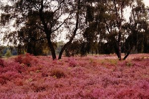 Pestruper Heide 500 kbPestruper Heide 055 2.jpg Pestruper Heide 500 kbPestruper Heide 055 2.jpg