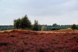 Pestruper Heide 500 kbPestruper Heide 057 1.jpg Pestruper Heide 500 kbPestruper Heide 057 1.jpg