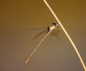 alte Hunte 046 NX2.jpg