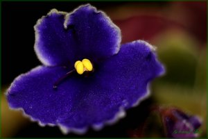 Usambara Veilchen.jpg