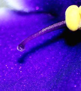 Blütenstengel 2.jpg