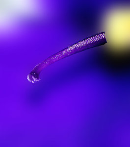 Blütenstengel 5.jpg Blütenstengel 5.jpg