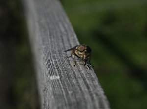 IMG_7370.jpg IMG_7370.jpg