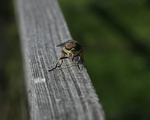 IMG_7371.jpg IMG_7371.jpg